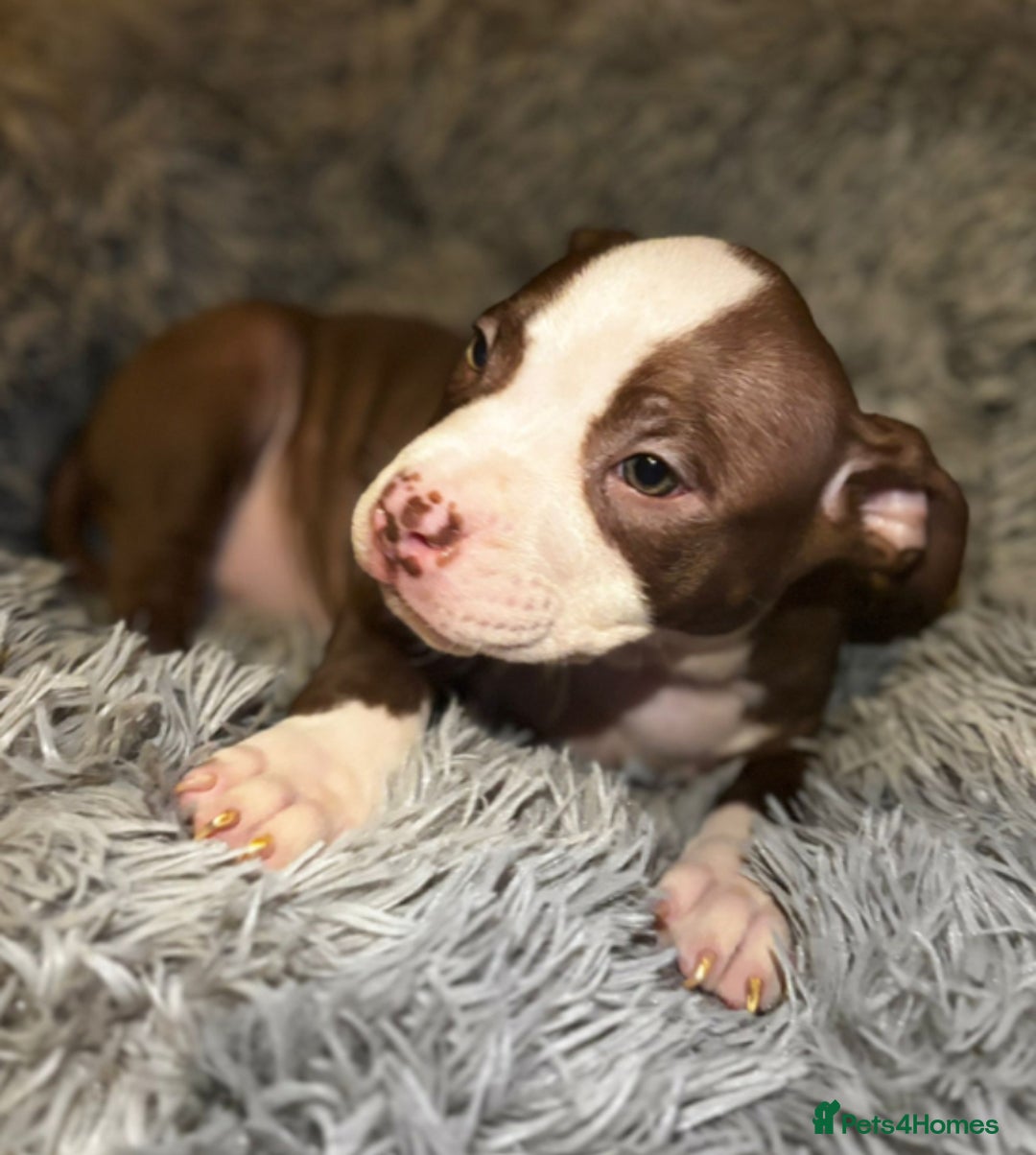 American Bully dogs for sale: pocket bully pups looking for there forever home  - Image 25