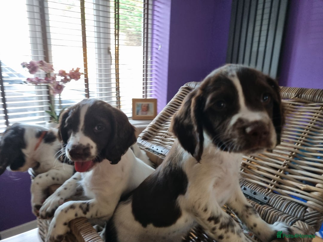 English Springer Spaniel dogs for sale: English springer spaniel puppies  - Image 15