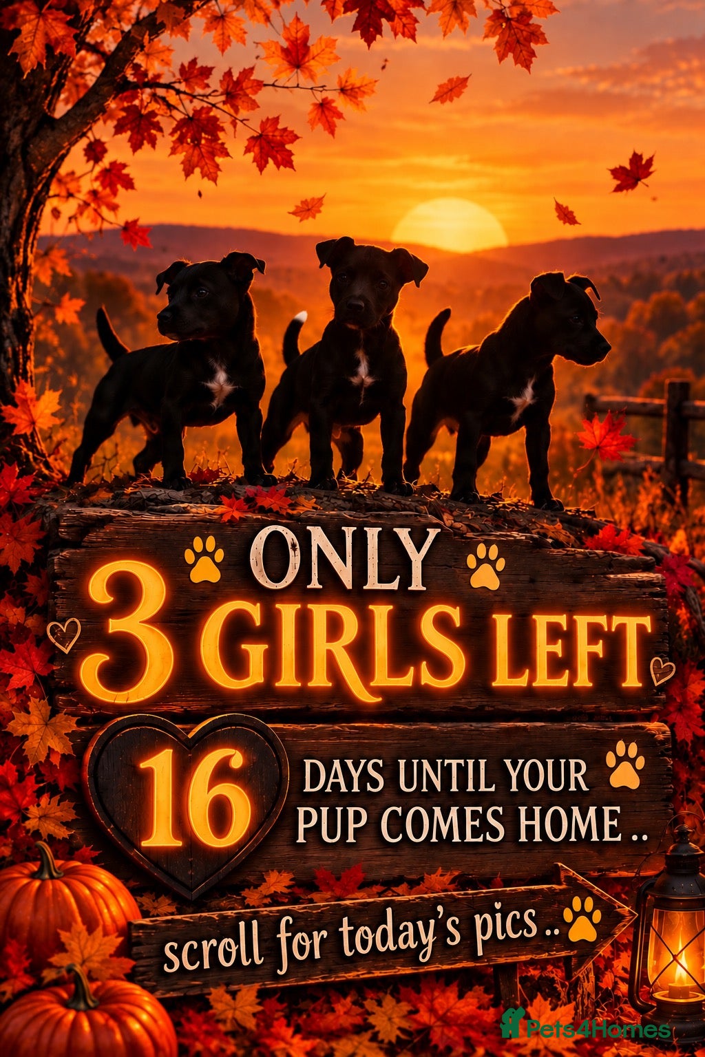 Patterdale Terrier dogs Stunning spooktacular Patterdale puppies  - Advert 1