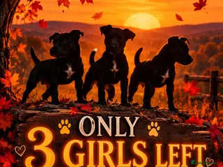 Patterdale Terrier dogs Stunning spooktacular Patterdale puppies - Advert 1