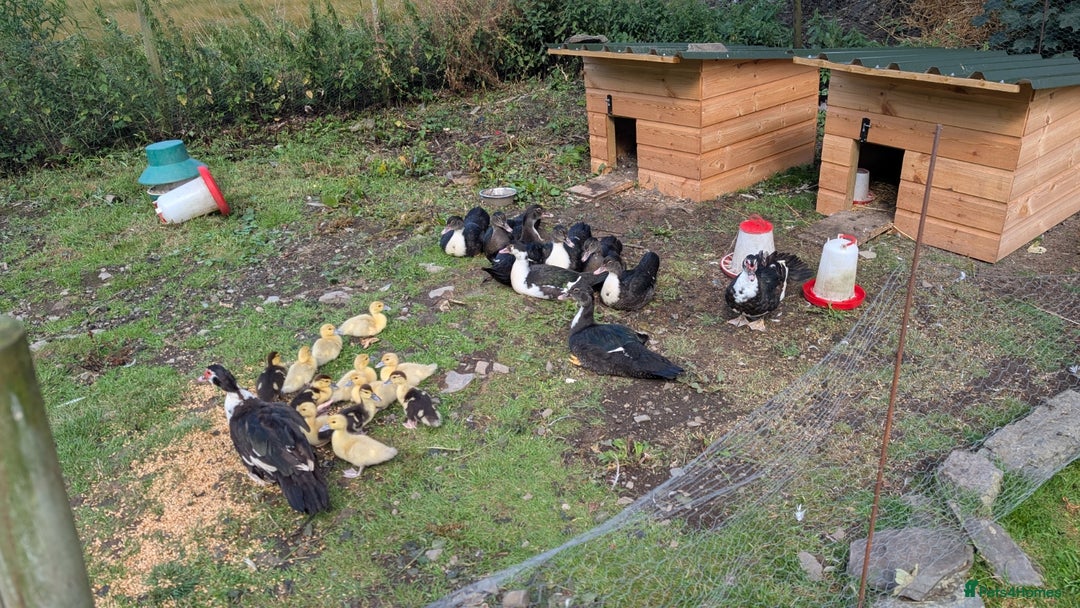 Ducks poultry for sale: Muscovy Ducklings - Image 5