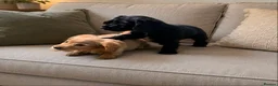 Cocker Spaniel dogs for sale: Cocker spaniels for sale in Enfield - Advert 5