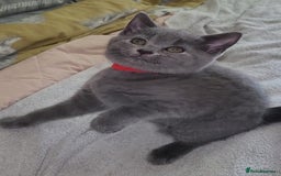 British Shorthair cats for sale: British Blue shorthair kittens £400 - Image 16
