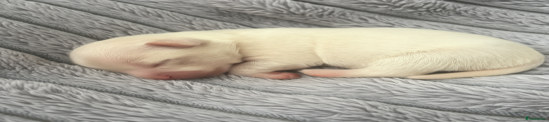 Malshi Puppy 2