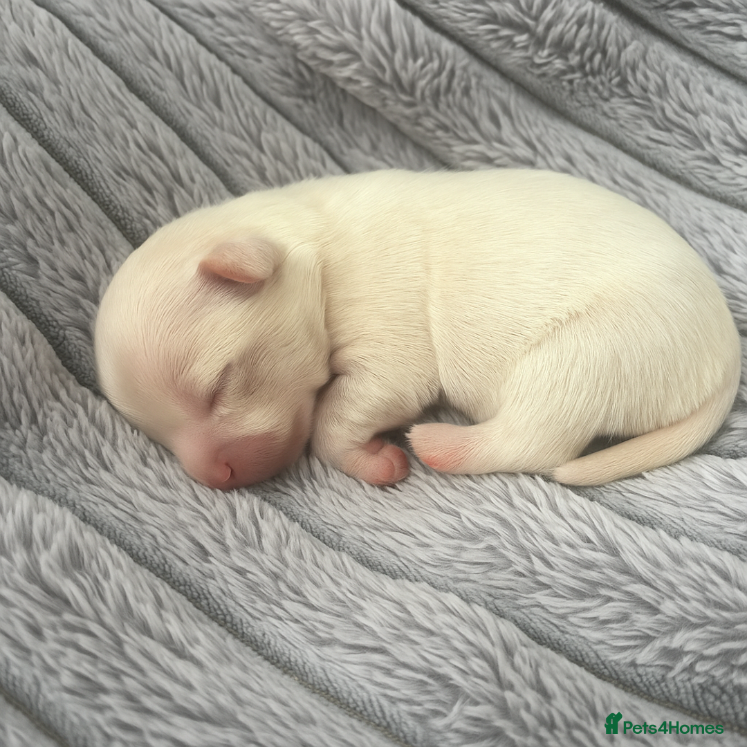 Malshi dogs for sale: Adorable Hypoallergenic Puppies- Waiting List Open - Image 6