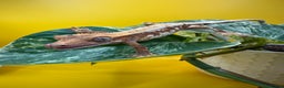 Gecko reptiles for sale: Crested Gecko babies/juveniles - Red Lily whites  in Leicester - Advert 3