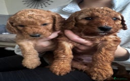 Cockapoo dogs for sale: Adorable F1B puppies born weekly pictures progress - Image 14