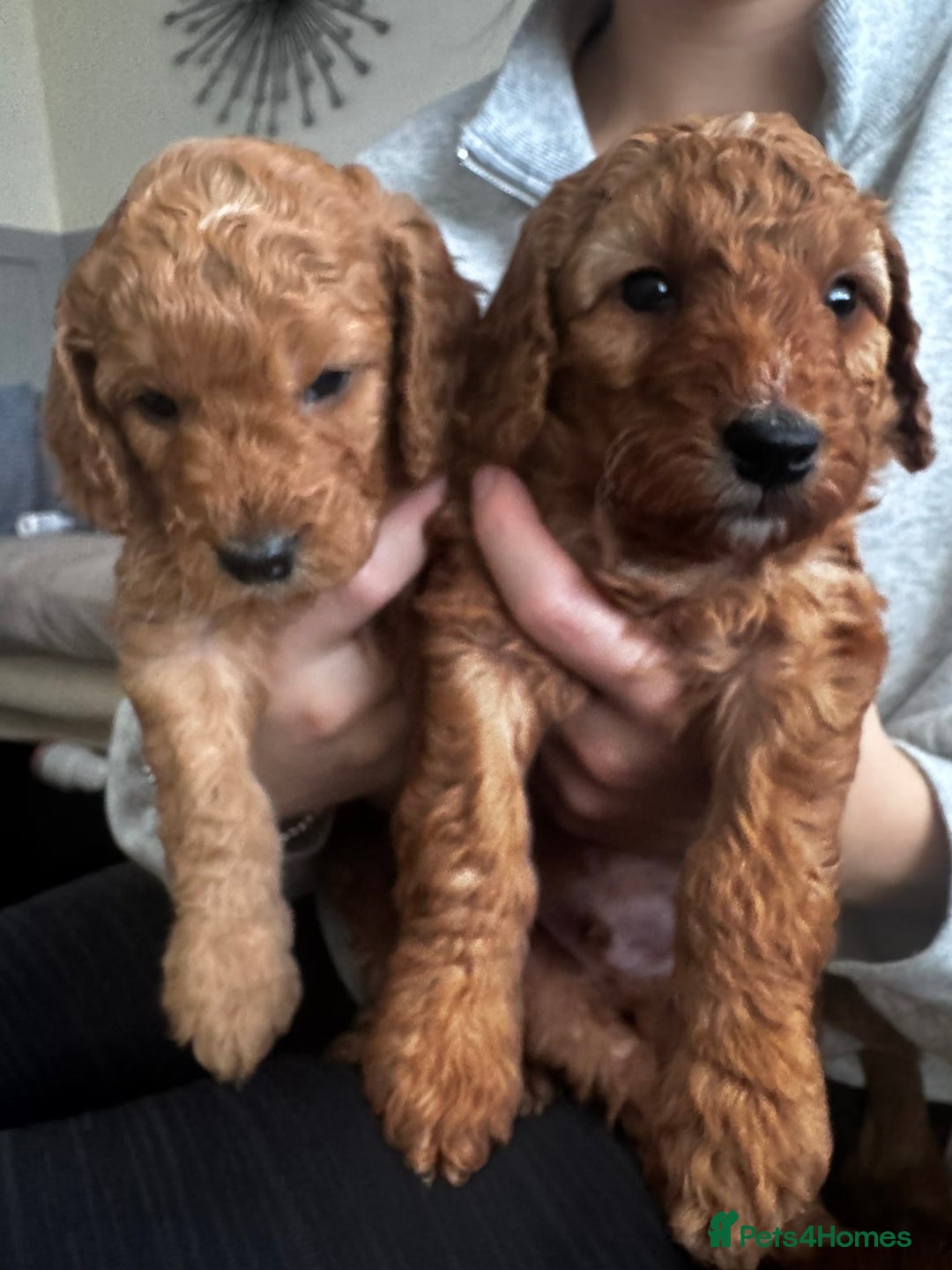 Cockapoo dogs for sale: Adorable F1B puppies born weekly pictures progress - Image 14