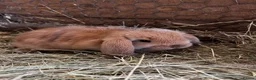 Mini Lop rabbits for sale: Baby mini lops rabbits  - Advert 3