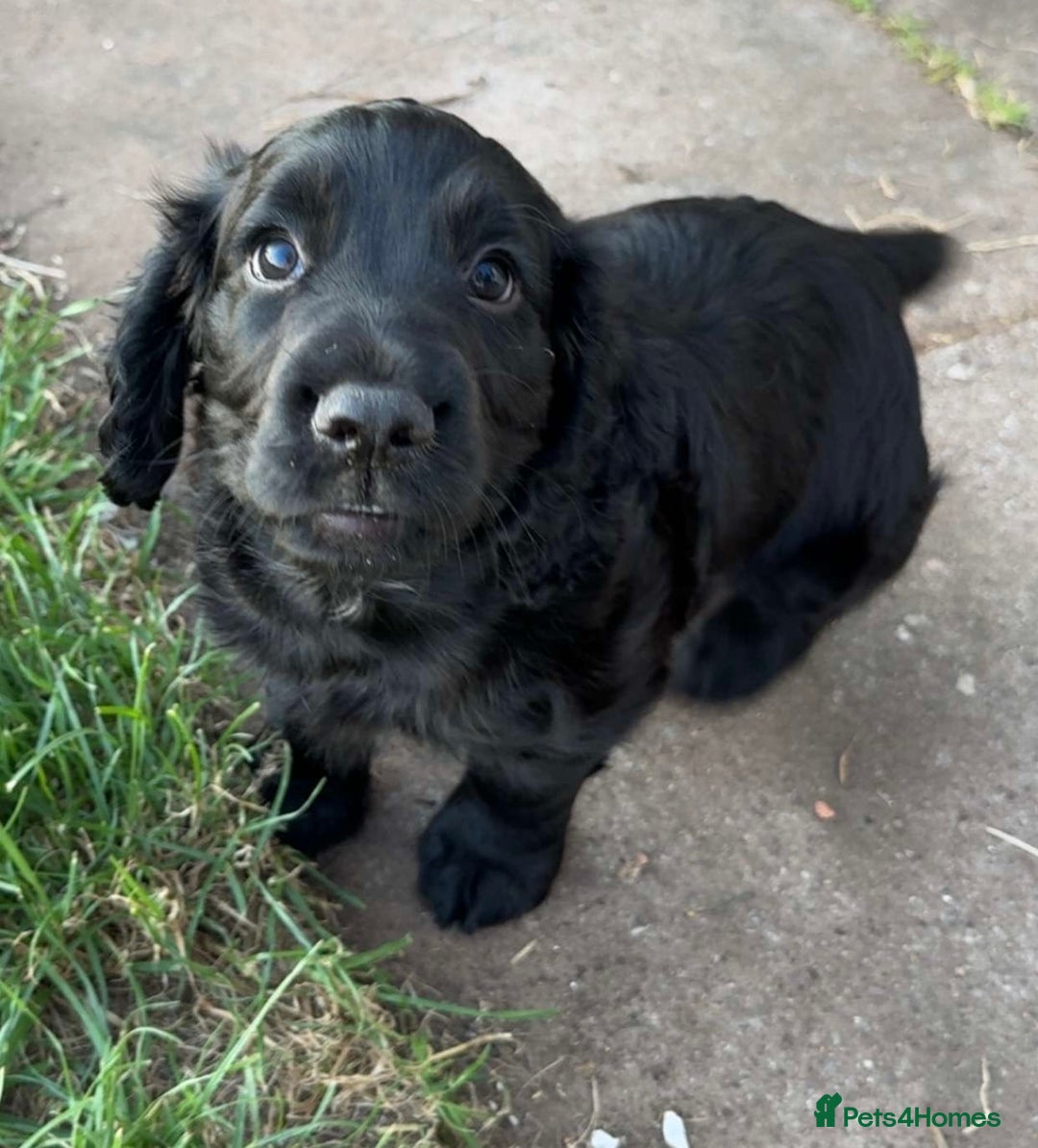 Cocker Spaniel dogs for sale: Male working cocker spaniel puppy kc reg - Image 2