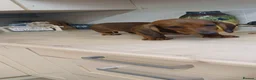 Dachshund dogs for sale: OUTSTANDING KC REGISTERED DACHSHUND - Advert 7