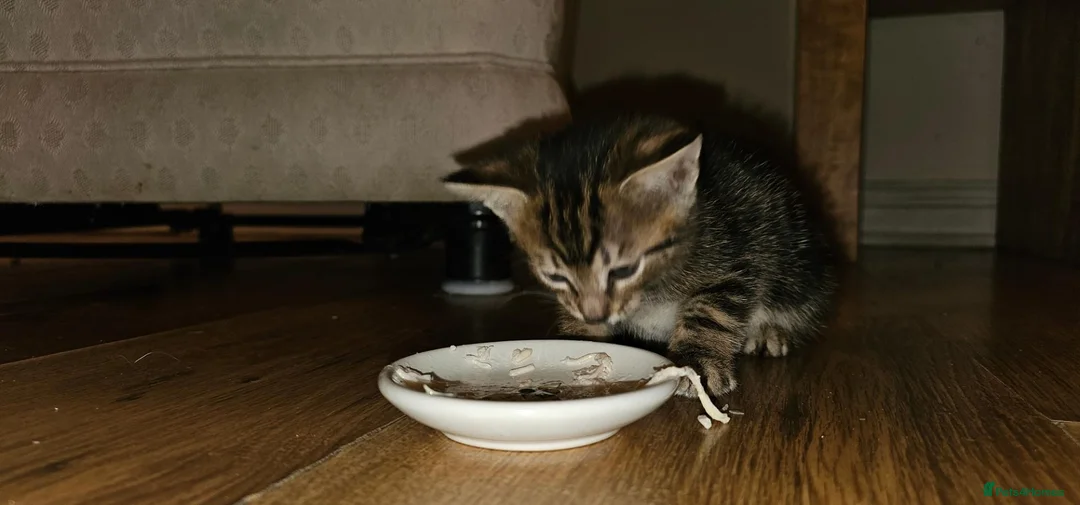 British Shorthair cats for sale: 5 male tabby kittens  - Advert 12