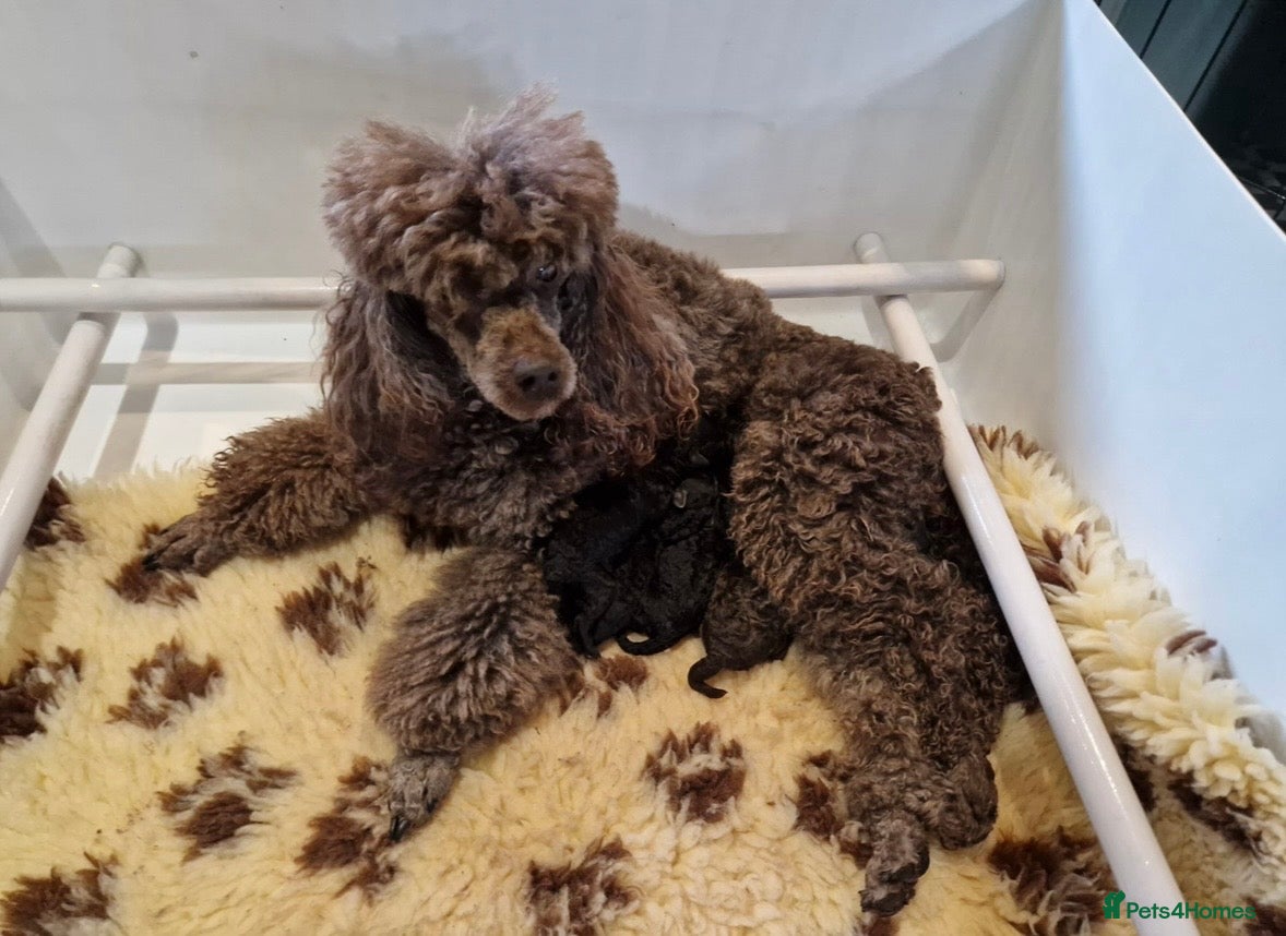 Miniature Poodle dogs Three miniature poodle puppies  - Advert 1