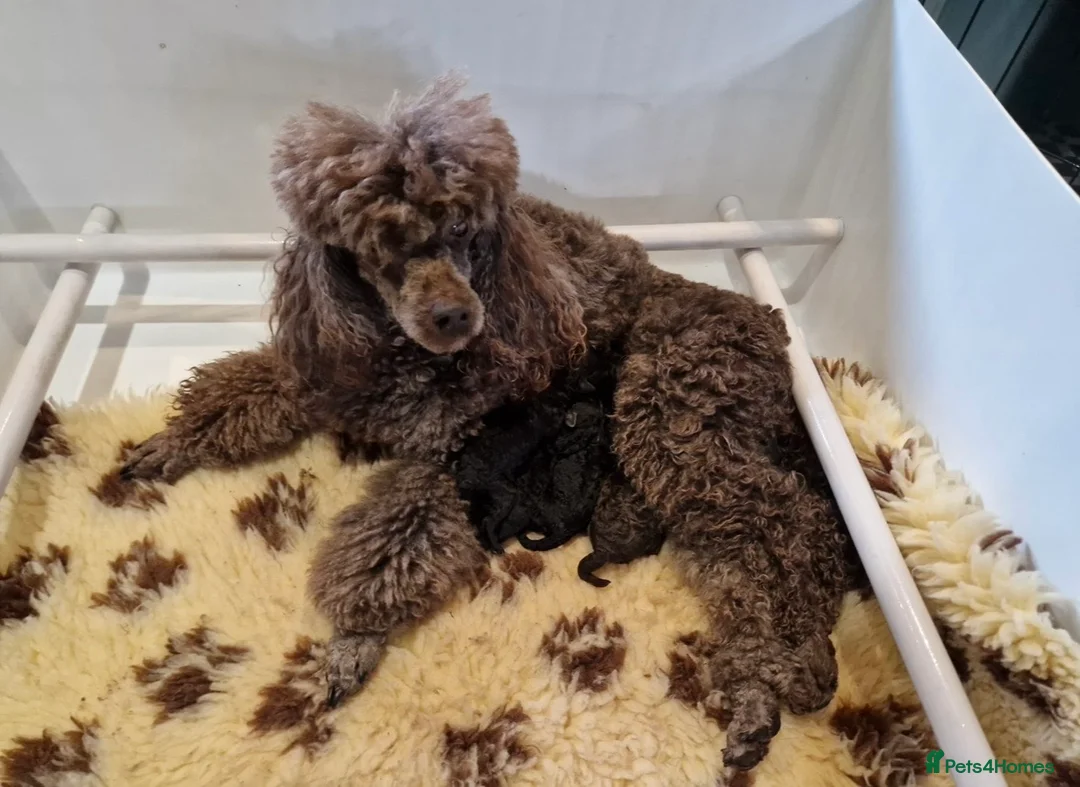 Miniature Poodle dogs for sale: Three miniature poodle puppies  - Advert 1
