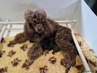 Miniature Poodle dogs Three miniature poodle puppies - Advert 1