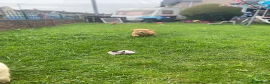 Cockapoo 2