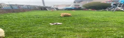 Cockapoo dogs for sale: Cockapoo puppys - Advert 16