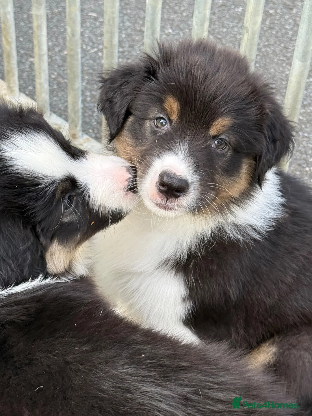 Australian Shepherd dogs for sale: AUSTRALIAN SHEPHERD - Last boy left! - Advert 2
