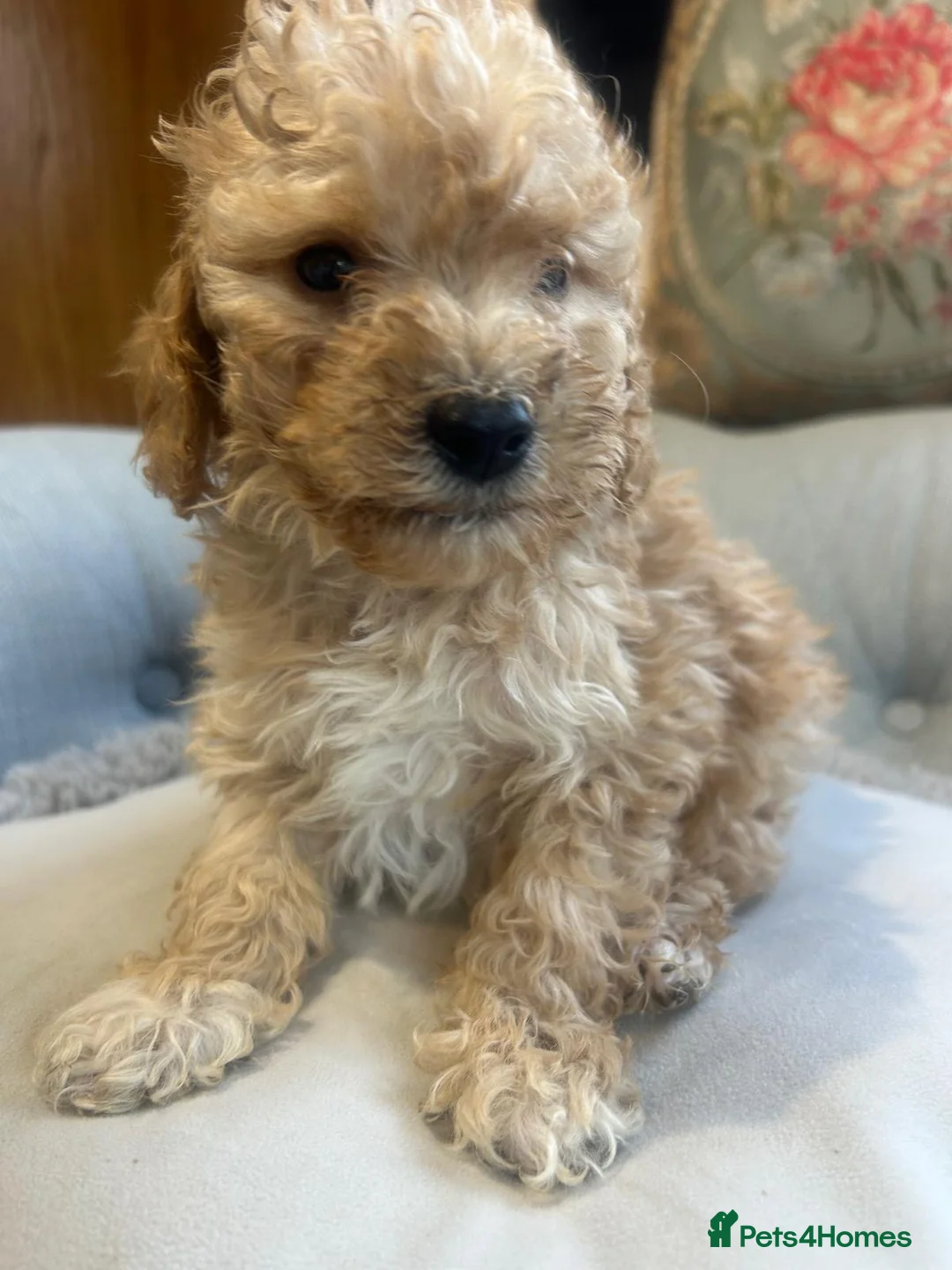 Cockapoo dogs for sale: Beautiful babies available  - Advert 11