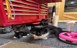 British Shorthair cats for sale: Two beautiful female kittens for sale  - Image 6