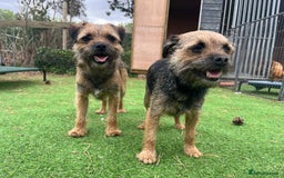 Border Terrier dogs for stud: Handsome Border Terrier Stud Dog - Image 3