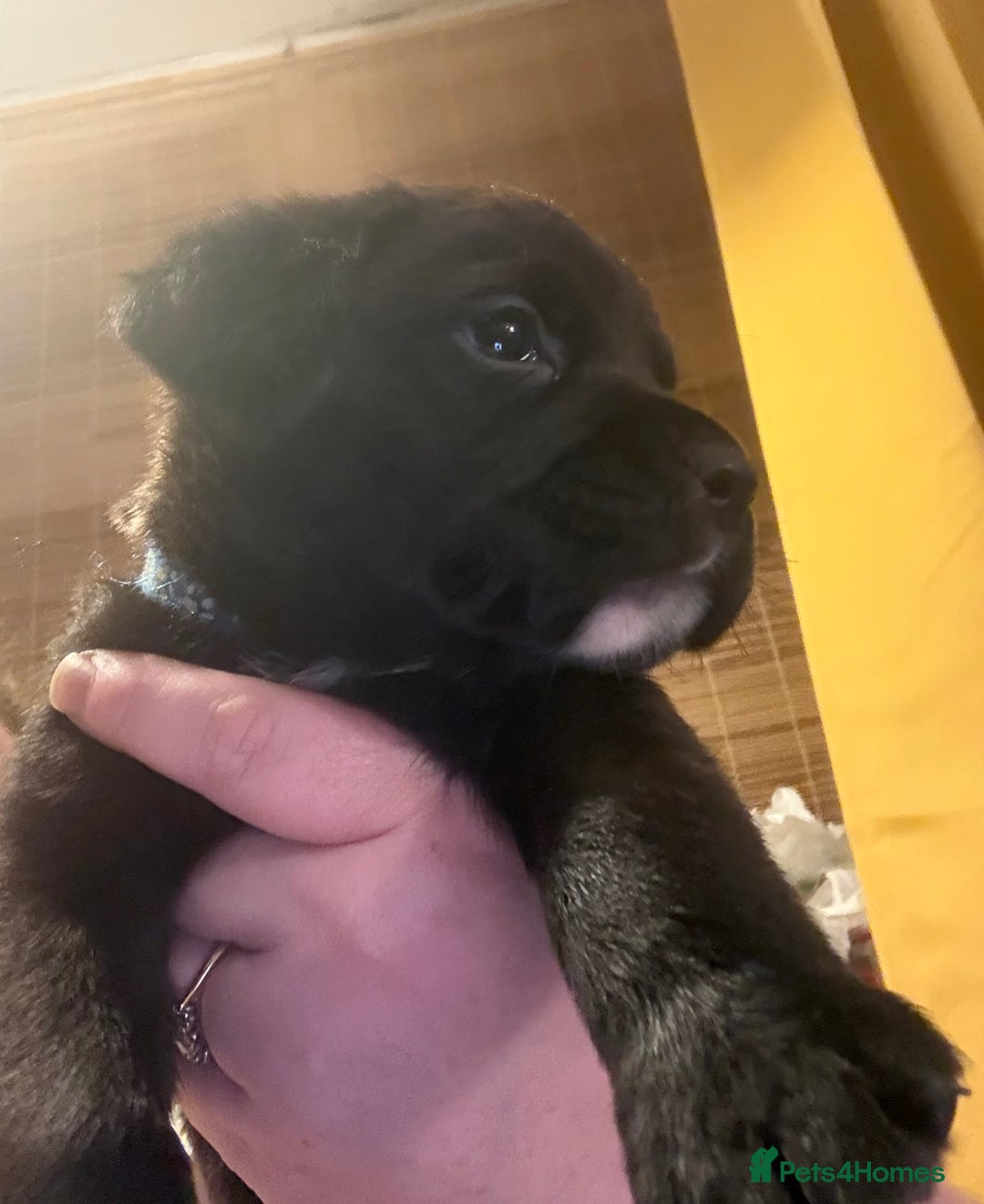 Labrador Retriever dogs for sale: Labrador X Boxerdore puppies  - Advert 8