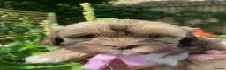 Shihpoo dogs for sale: SHIH POO PUPPIES  RARE SHADES & A DOBIE in Fordingbridge - Advert 23