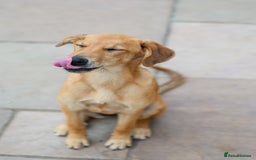 Mixed Breed dogs for adoption: Soft sweet Sophia - Image 5