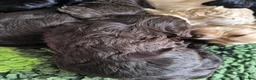 Cockapoo dogs for sale: Only 2 girls left! Gorgeous Cockapoo Puppies 🐾 - Advert 20