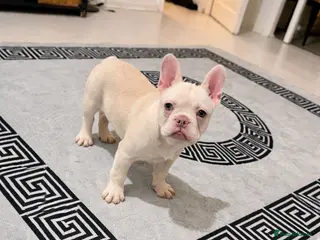 French Bulldog dogs Fringe bull - Advert 2