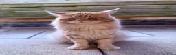 Maine Coon cats for sale: Gorgeous Maine Coon x Domestic long hair - Advert 4