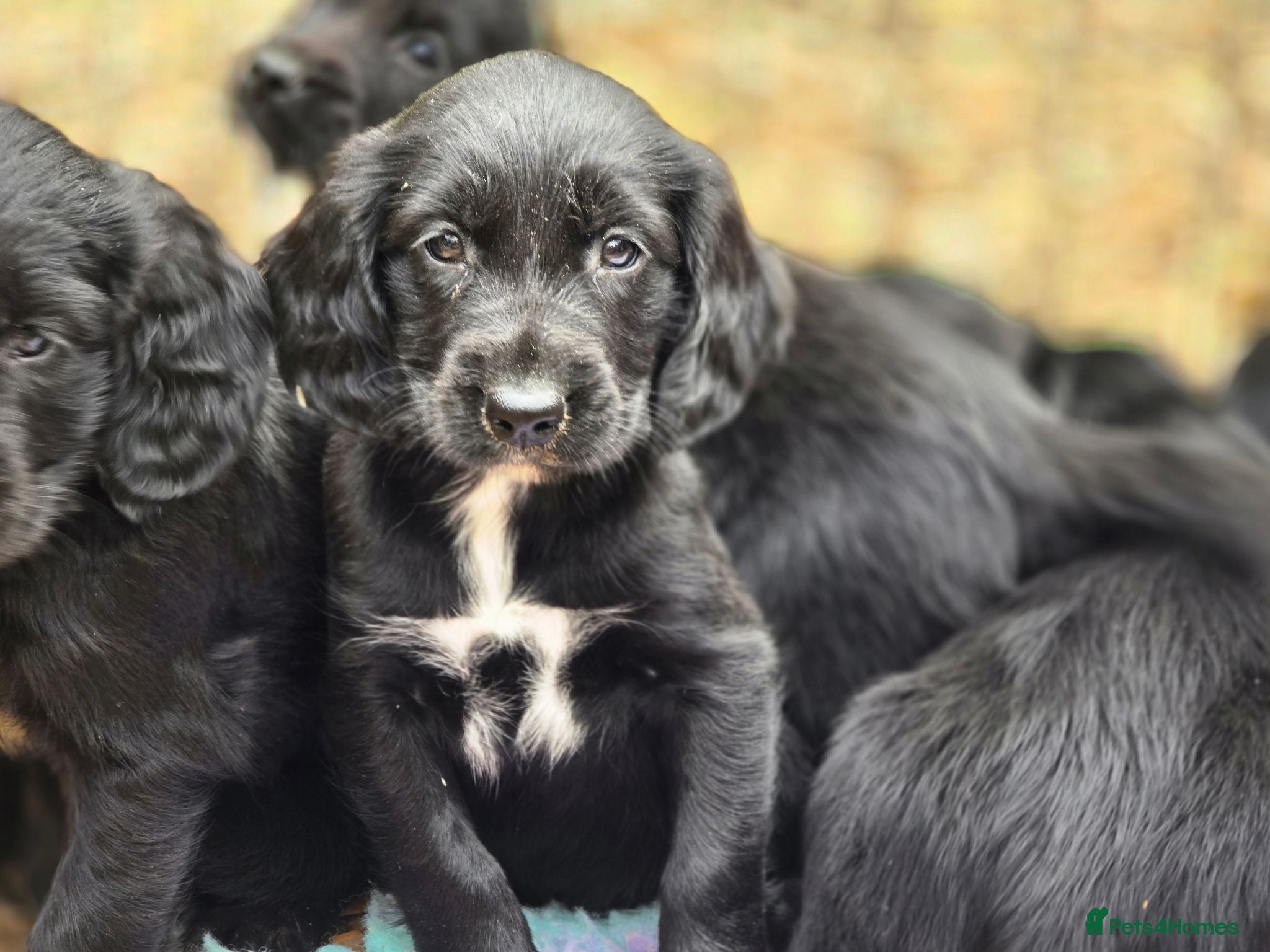 Mixed Breed dogs Spangold puppies  - Advert 9