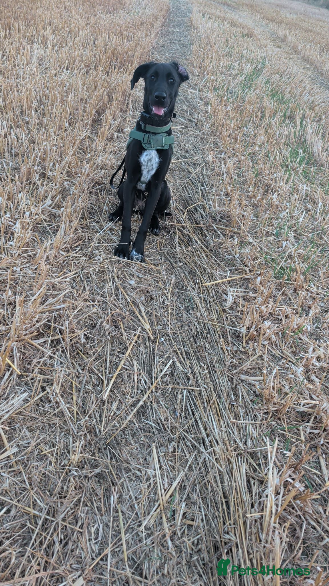 Mixed Breed dogs German short haired pointer x Belgian Mali  - Advert 3
