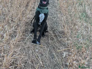 Mixed Breed dogs German short haired pointer x Belgian Mali - Advert 1