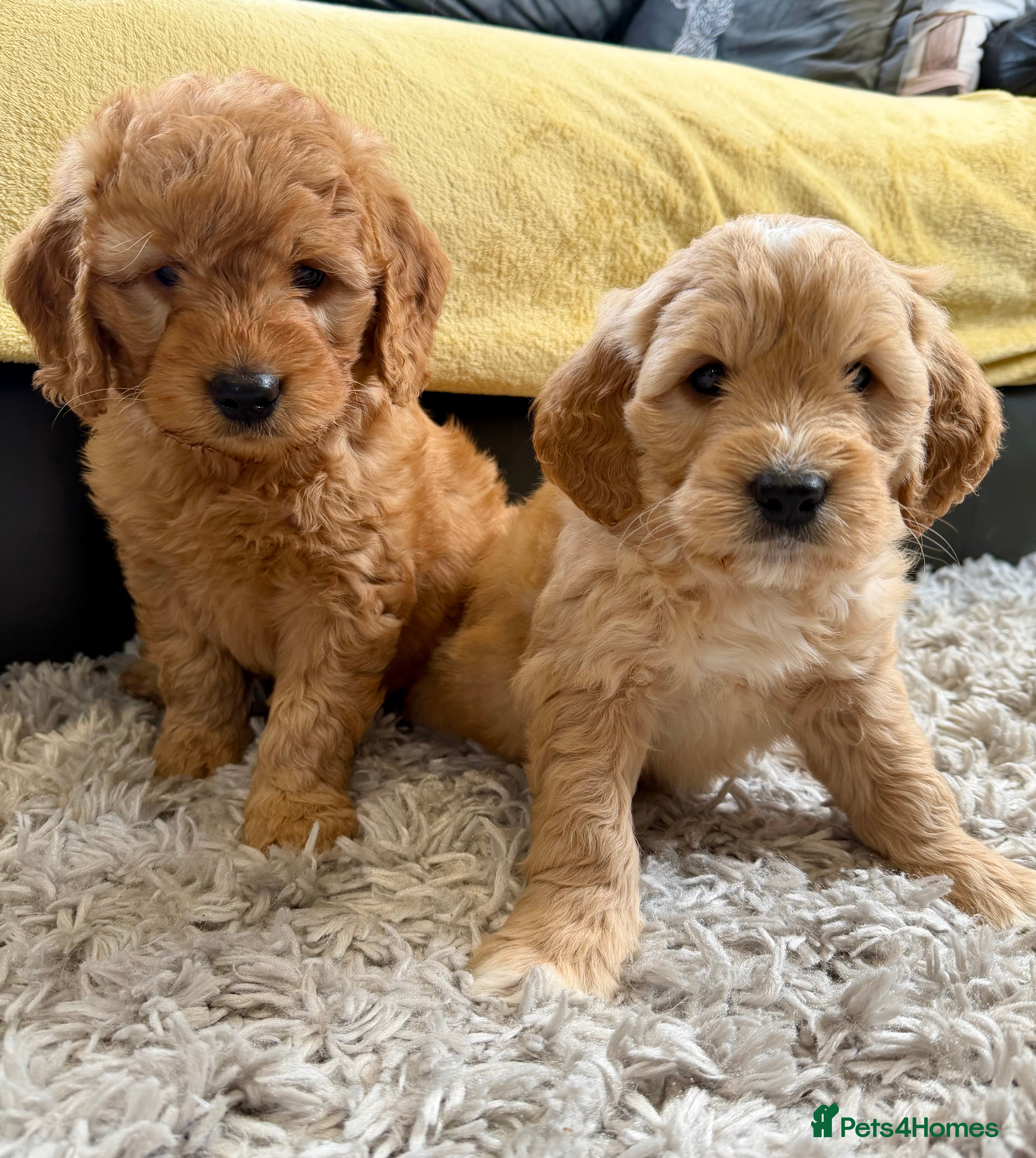 Mini Goldendoodle dogs Ready now Lovely Golden doodle puppies ready now  - Advert 2