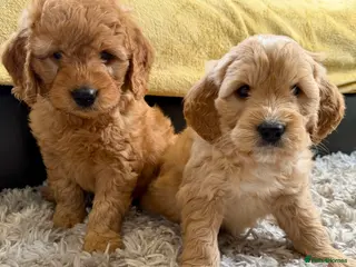 Mini Goldendoodle dogs Ready now Lovely Golden doodle puppies ready now - Advert 2
