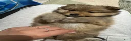 Pomeranian dogs for sale: Pomeranian puppies ready to leave  - Advert 11