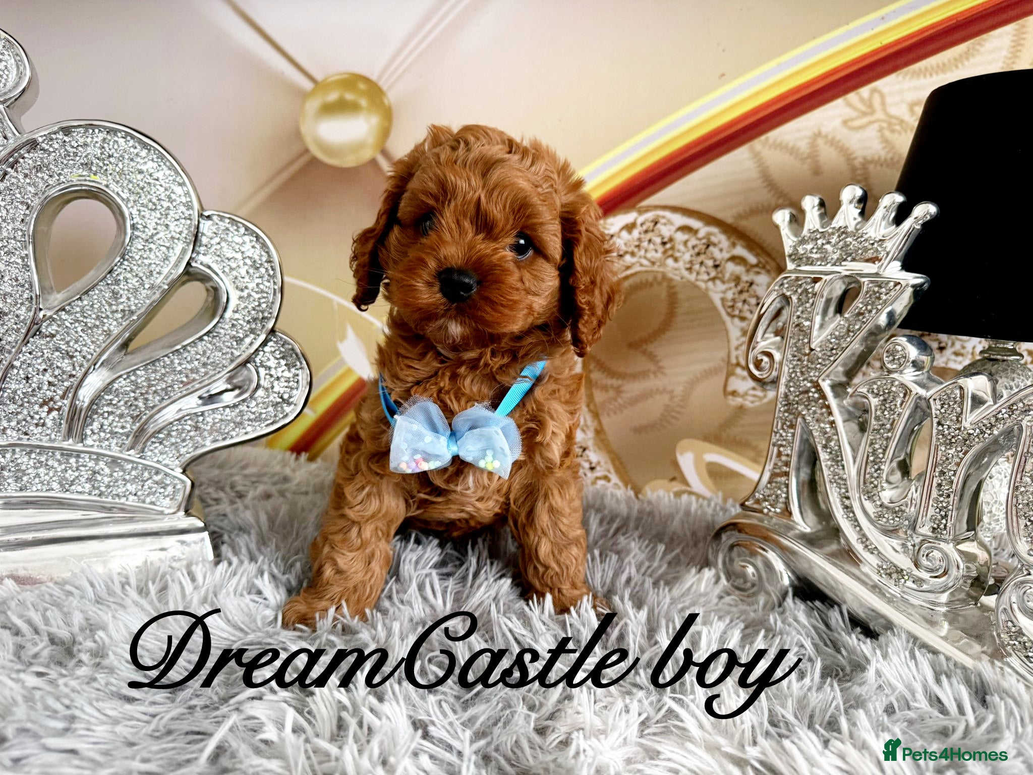 Cavapoo dogs Ready now Last boy Asian teddy poodle dad  - Advert 1