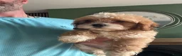 Cavapoo dogs for sale: Little cuties  - Advert 7