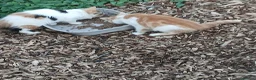 Mixed Breed cats for sale: Barn kittens for sale  - Advert 4