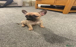 Mixed Breed dogs for sale: Frenchie x chihuahua pups - Image 8