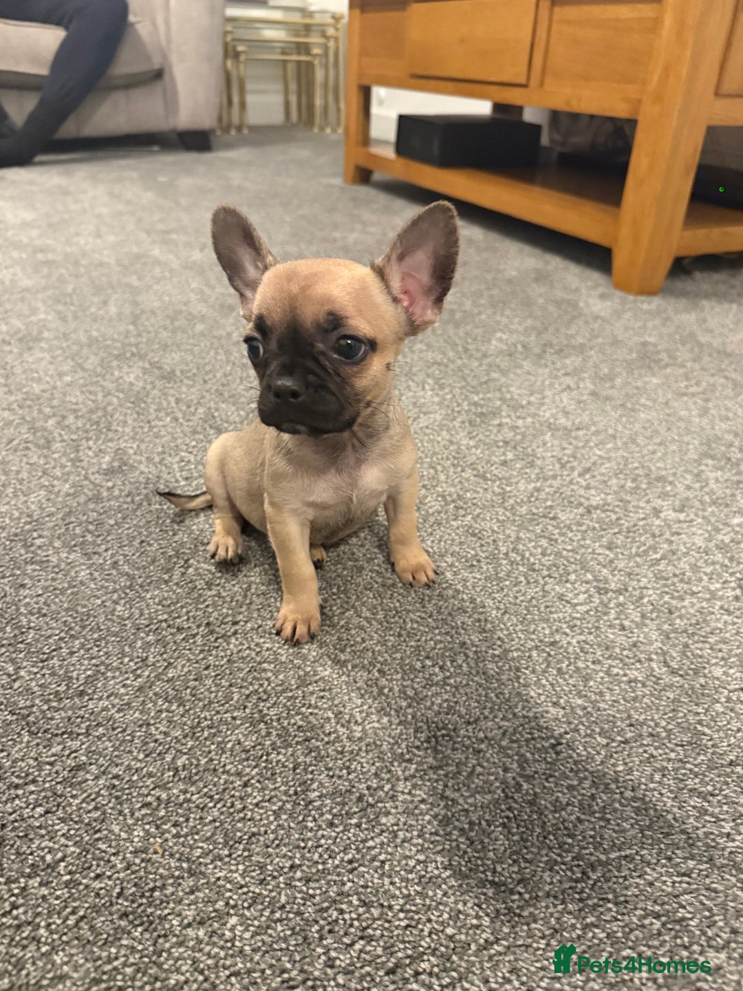 Mixed Breed dogs for sale: Frenchie x chihuahua pups - Image 8