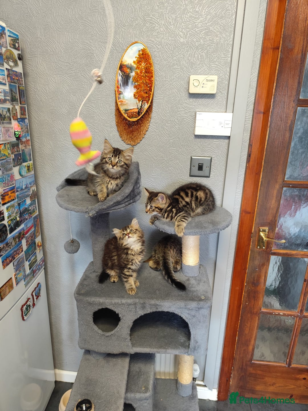 Mixed Breed cats for sale: Beautifully kittens ready for new home - Image 9