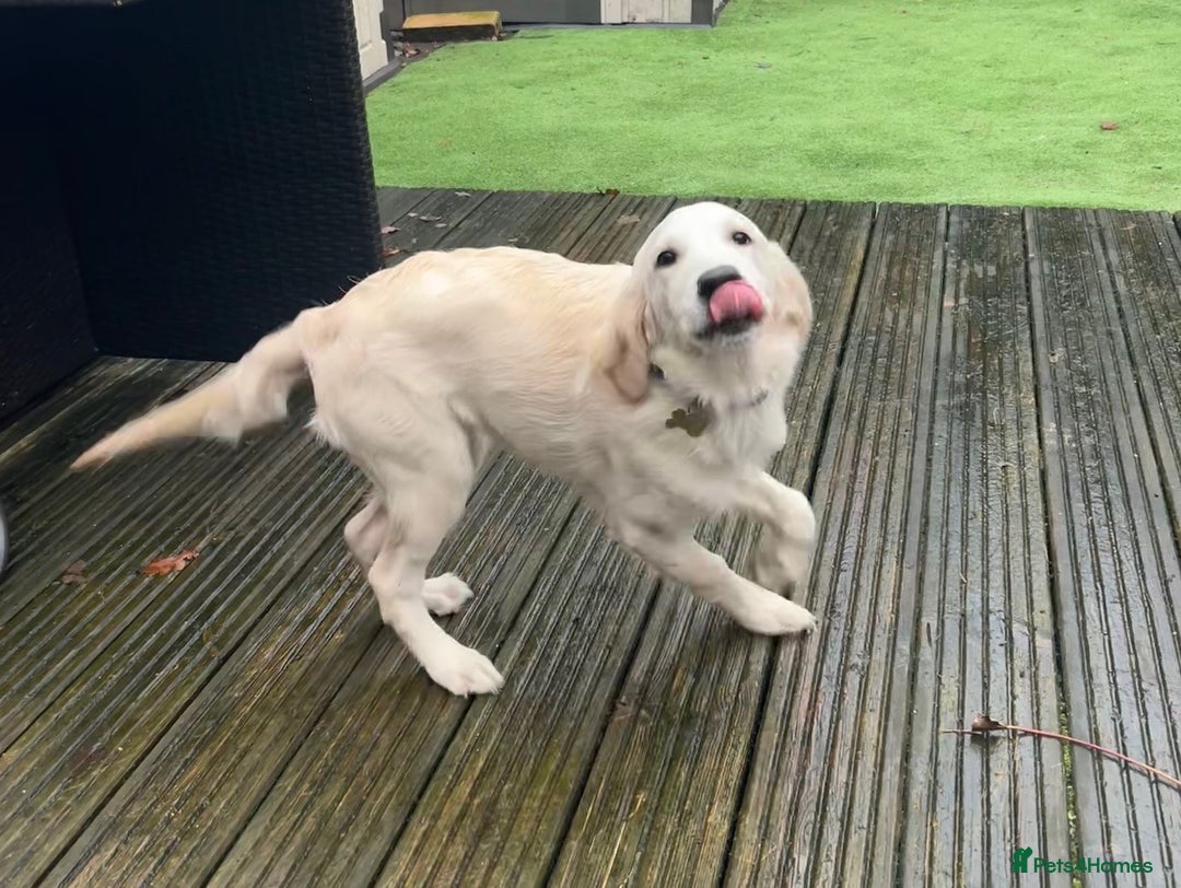 Golden Retriever dogs for sale: STUNNING CHAMPAGNE KC GIRL - Advert 2