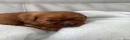 Cavalier King Charles Spaniel dogs for sale: Cavalier King Charles Spaniel puppies  - Advert 8