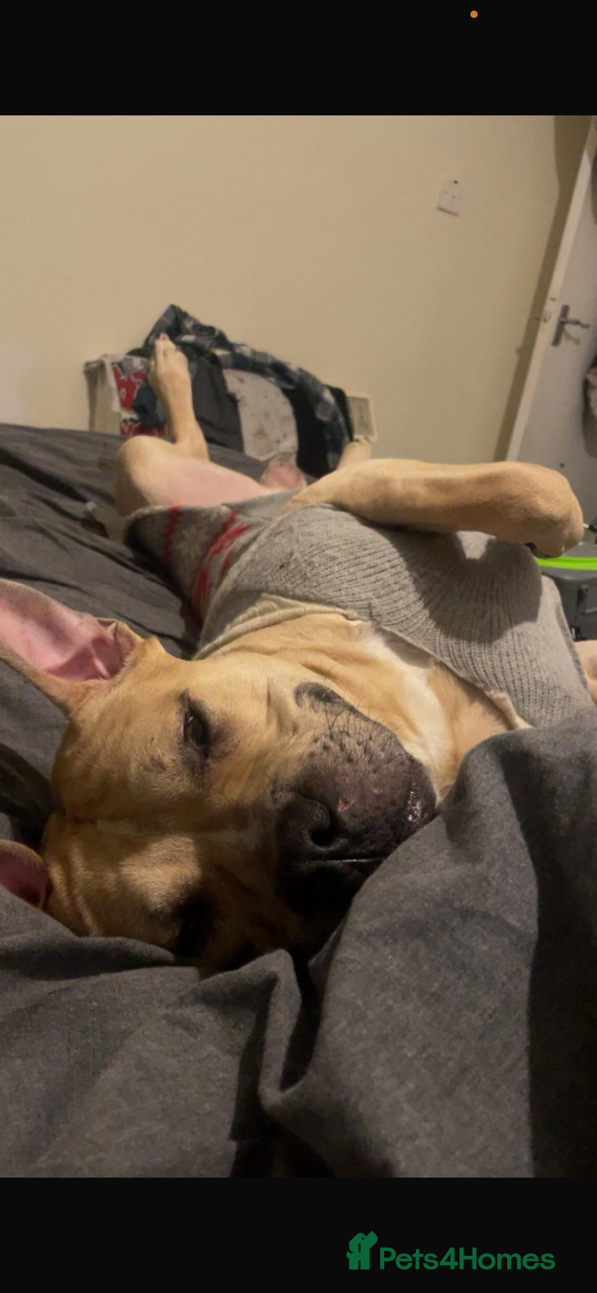 Mixed Breed dogs Staffie x mastiff  - Advert 4