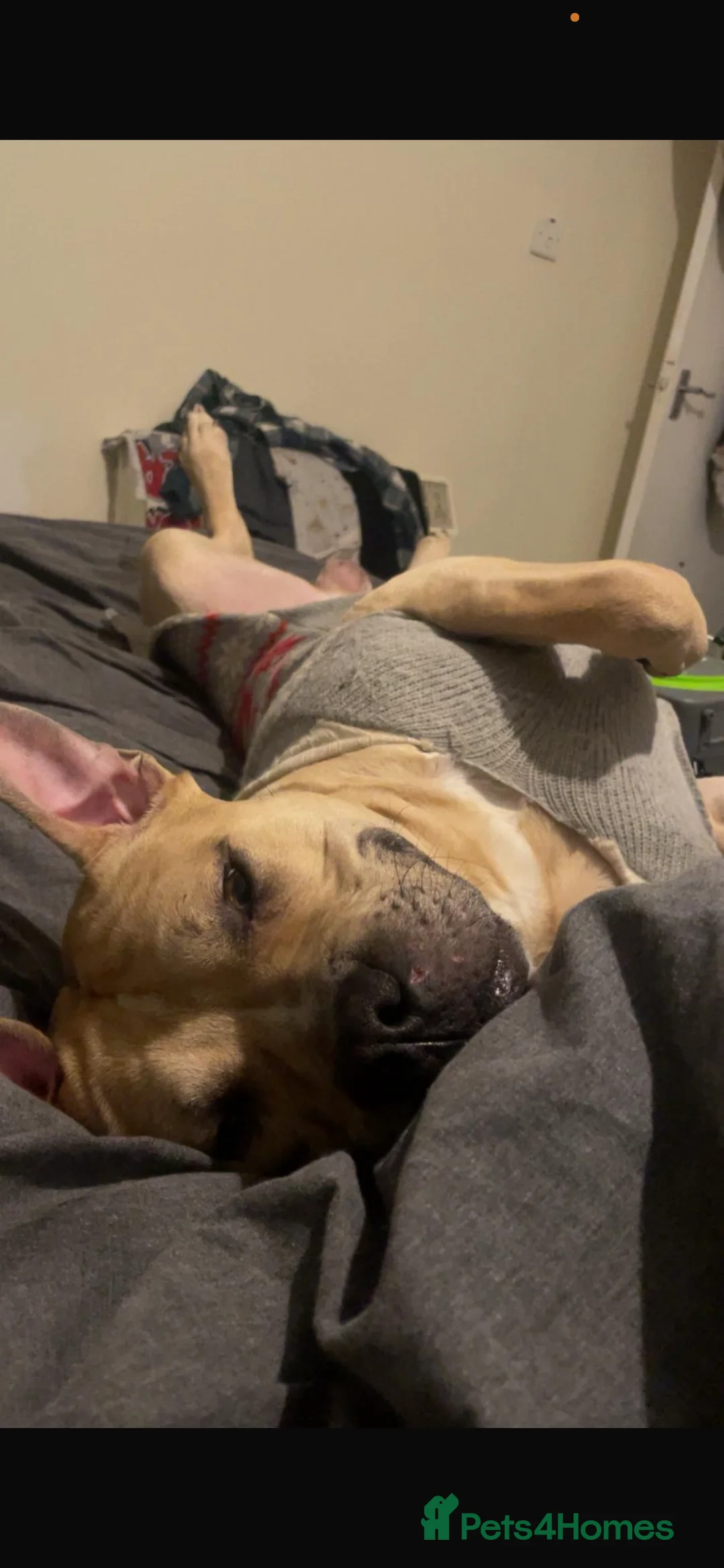 Mixed Breed dogs for sale: Staffie  ** tiff  - Advert 1