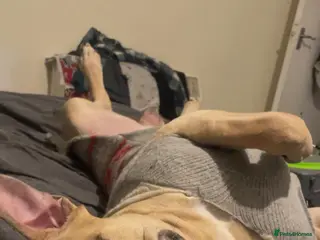 Mixed Breed dogs Staffie ** tiff - Advert 1