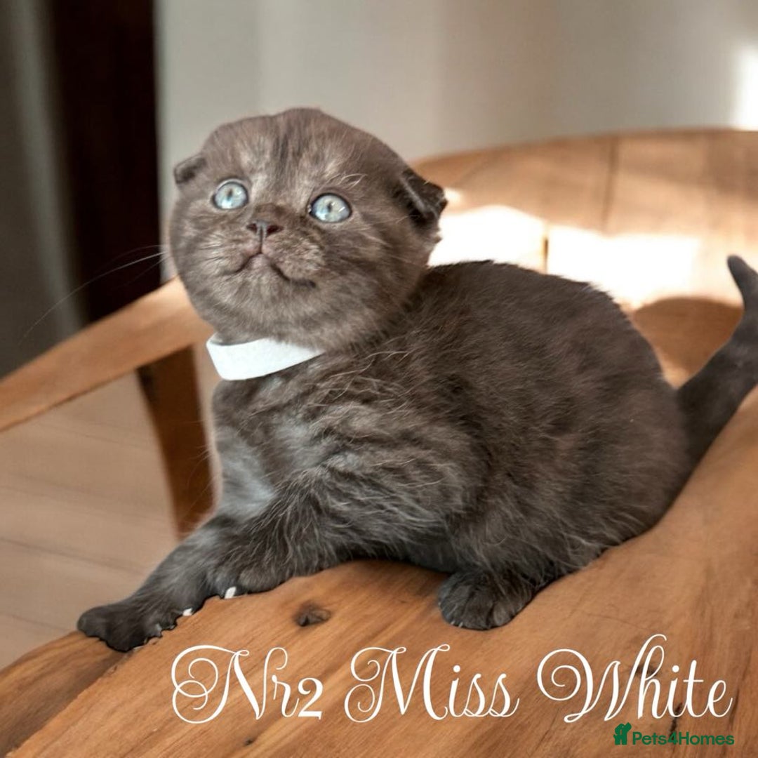 Scottish Fold cats for sale: 5 Full Pedigree Scottish Fold/Straight Kitens - Image 4