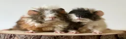 Guinea Pig rodents for sale: 2 pairs of boars  - Advert 8